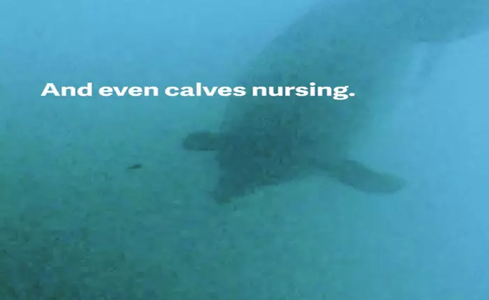 Lần đâu tiên các nhà khoa học gắn được camera vào cá heo, thấy được cảnh cá heo con đang bú sữa mẹ