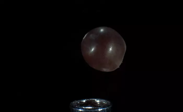 "No mắt" với cảnh hạt ngô "bùng nổ" dưới tốc độ 30.000 khung hình/giây