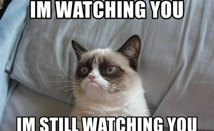 Chú mèo với gương mặt "dỗi cả thế giới" vừa thắng kiện và được bồi thường hơn 16 tỷ