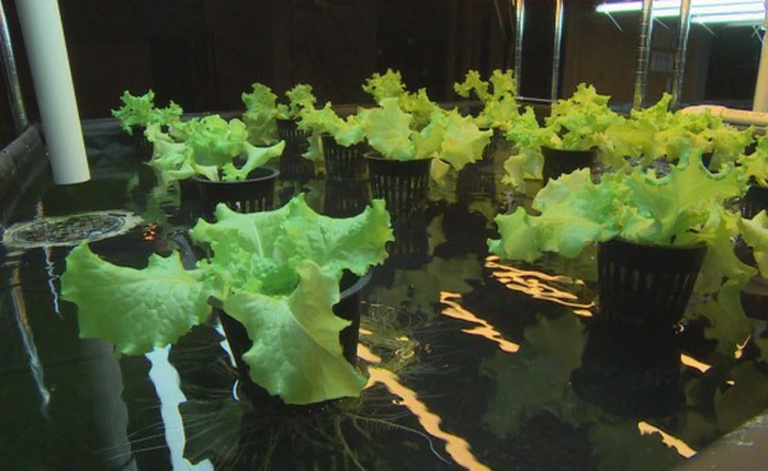 Thợ mỏ đào bitcoin người Canada tận dụng nhiệt tỏa ra từ dàn "trâu cày" để canh tác nông nghiệp