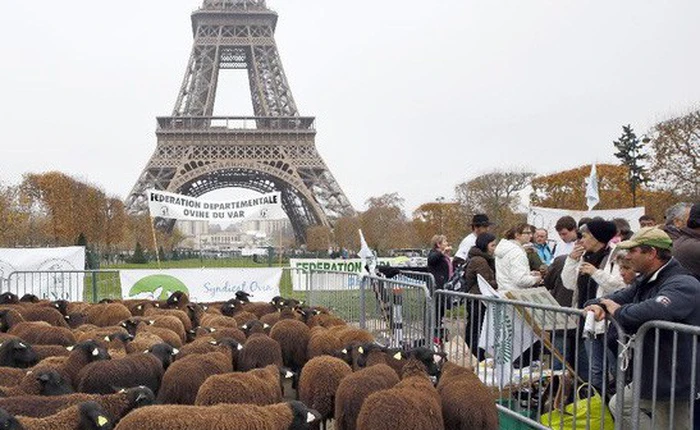 Nông nghiệp Pháp đi lên con đường cường quốc từ nền tảng manh mún như thế nào?