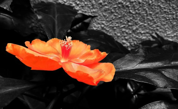 Tạo nhanh điểm nhấn cho đối tượng trong ảnh với ứng dụng Snapseed trên smartphone