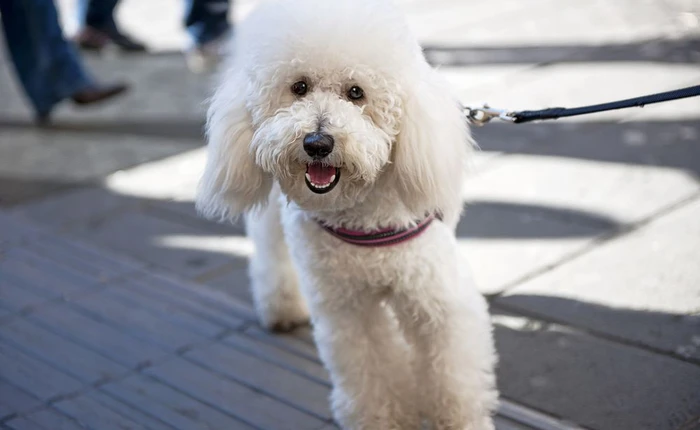 Softbank đầu tư 300 triệu USD vào startup cung cấp dịch vụ dắt chó đi dạo