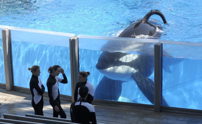 Hãy nghe Wikie, cô cá voi sát thủ biết nói tiếng người, phát âm "hello", "bye bye" và đếm số