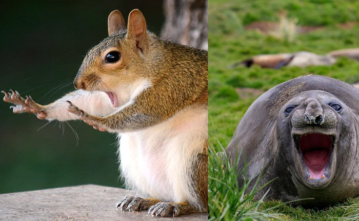 Cười xả tress hiệu quả khi bạn biết động vật cũng có lúc đáng yêu thế này