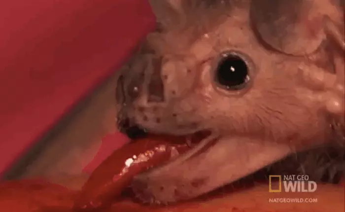 Ở Peru có một loài dơi "ma cà rồng", và chúng đang chứa một mối hiểm họa đáng sợ