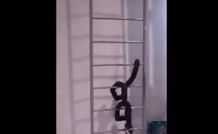 Đến sợ với công nghệ robot ngày nay khi robot rắn có thể leo thang uyển chuyển như rắn thật