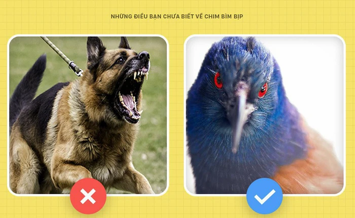 Xin chào! Tôi là con bìm bịp, và là loài chim có thể trông nhà thay chó