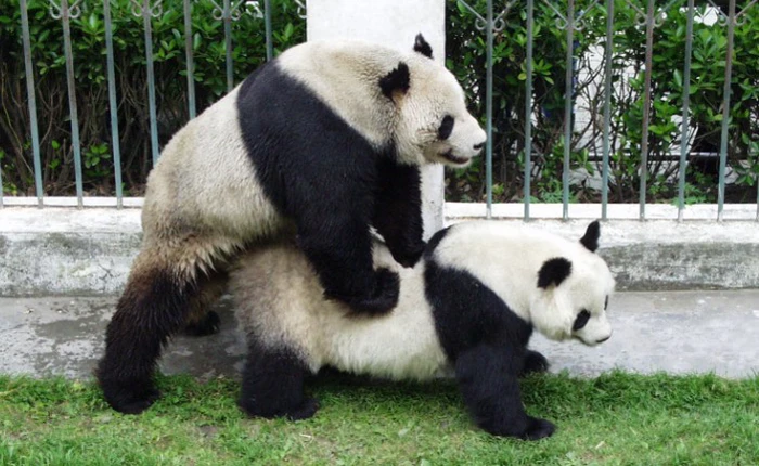 Đây là anh hùng lực lượng sinh sản nhà gấu trúc, một mình cứu cả loài khỏi tuyệt chủng