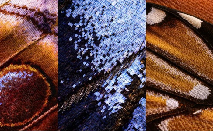 Ghép 2100 ảnh chụp mới được 1 tấm hình cánh bướm ảo diệu như thế này đây!