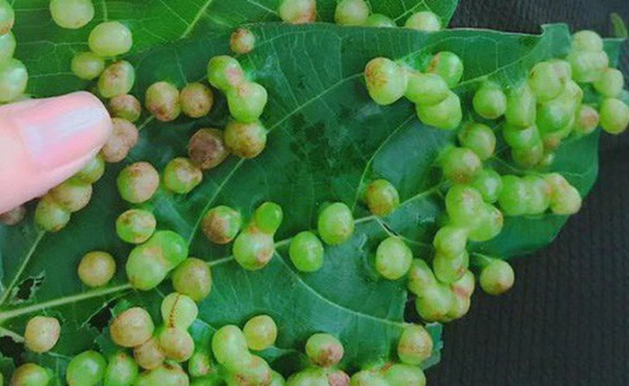 Sống trên đời từ đó đến nay bạn có biết các nốt sần trên lá sung thực chất là gì không?