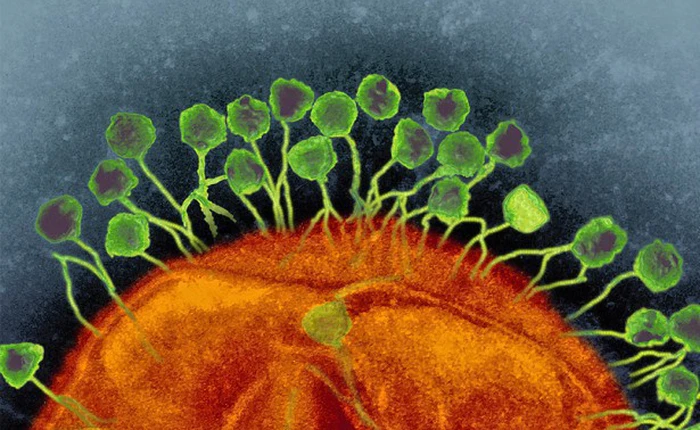 Cơ thể mỗi chúng ta đang chứa 380 nghìn tỷ con virus, chúng đang làm gì trong đó?