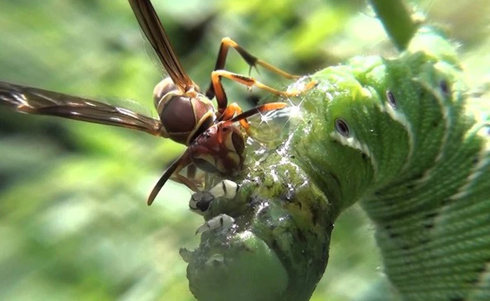 Những loài vật tàn ác nhất: hạ sát anh chị em ngay khi mới chào đời