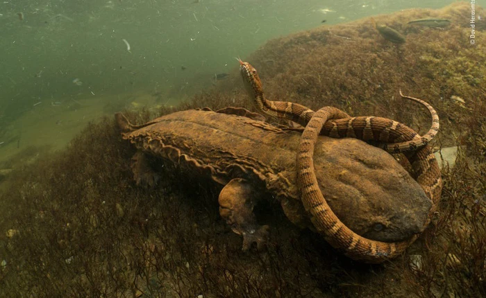 Những bức ảnh động vật hoang dã đẹp nhất năm 2018: "Vô cùng tàn nhẫn, vô cùng yêu thương"