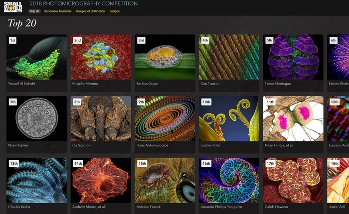 Không như lời đồn, thế giới dưới kính hiển vi đẹp tới mức ngỡ ngàng thế này đây