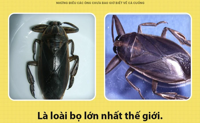 Xin chào! Tôi là cà cuống và đây là những khía cạnh các ông chưa bao giờ biết về tôi