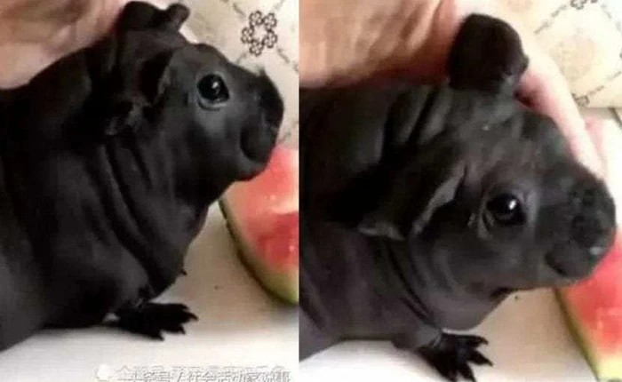 Mua chó về nuôi mãi không lớn, thanh niên lên WeChat hỏi mới biết đã nuôi nhầm con chuột