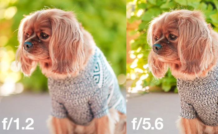 Câu chuyện Bokeh: có phải xóa phông mù mịt lúc nào cũng tốt?