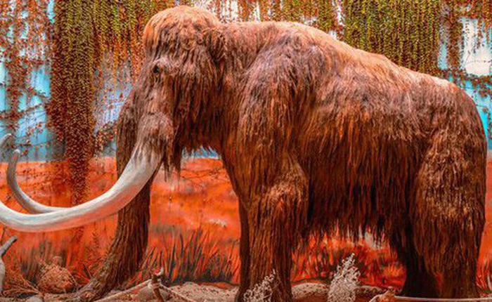 Tại sao khoa học lại phải bỏ ra hàng chục năm trời chỉ để hồi sinh voi ma mút?