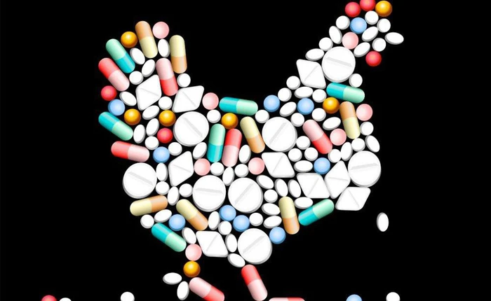 Vi khuẩn kháng kháng sinh có thực sự lây từ gà sang người qua thịt gà hay không?