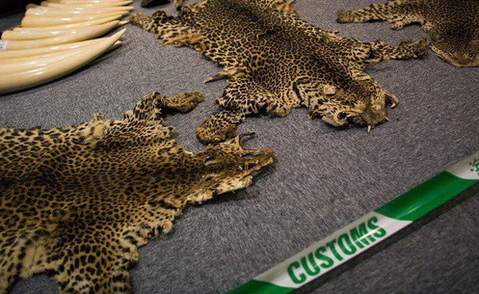 Trung Quốc cho phép sử dụng sừng tê, cao hổ cốt sau lệnh cấm 25 năm khiến các nhà bảo vệ môi trường lo ngại