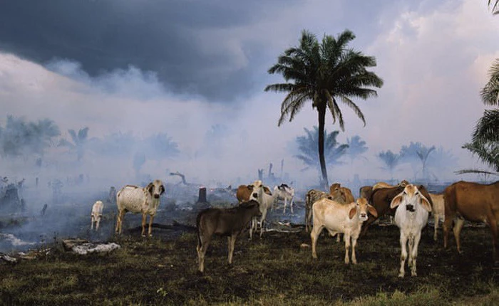 Báo cáo cho thấy, nhân loại đã khiến Trái đất mất 60% số lượng động vật trong hơn 40 năm qua