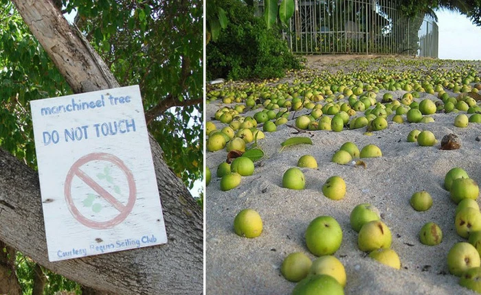 Những loài cây sát thủ xứng đáng đóng vai chính trong một bộ phim kinh dị