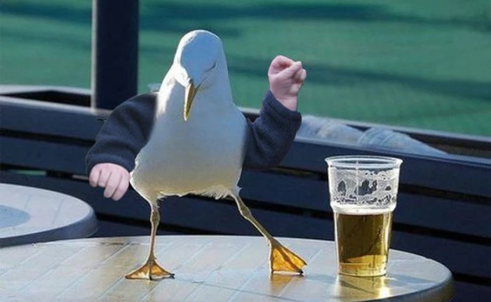 Mỹ: Chim say rượu khiến dân sợ hãi, cảnh sát bảo "Để yên nó khắc tỉnh lại mà"