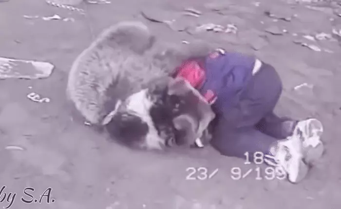 Khabib, võ sĩ Nga vừa đánh bại McGregor đã tay bo vật nhau với gấu từ năm 8 tuổi