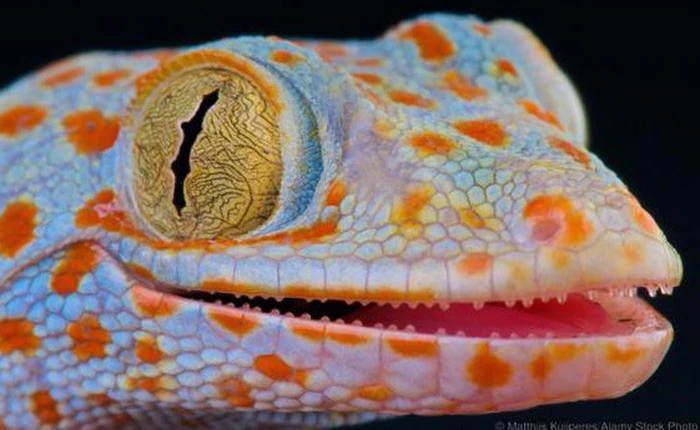 Thiên nhiên kỳ diệu: Tắc kè không chỉ mọc lại đuôi, chúng còn tái tạo được cả não bộ