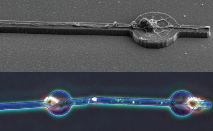 Các nhà khoa học Nhật Bản bước đầu tạo ra được 1 bộ não nhân tạo