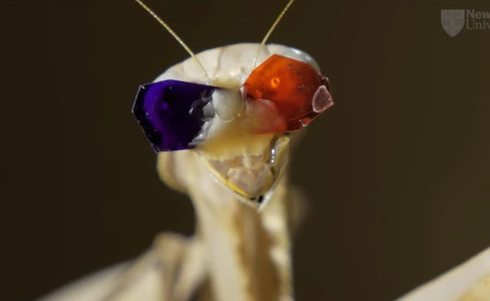 Các nhà khoa học cho bọ ngựa đeo kính xem phim 3D để làm gì vậy?