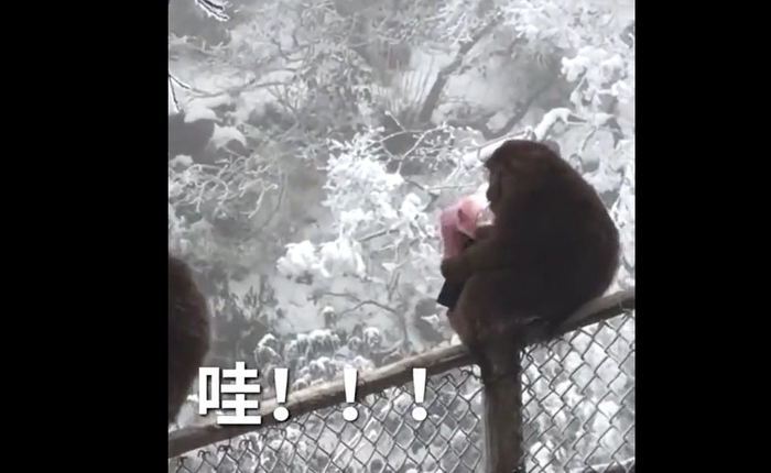 Đây là lý do vì sao phải cất ví cho kỹ khi đi thăm thú những nơi có khỉ