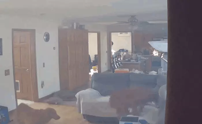 Xuân Mậu Tuất chết cười với video hai chú chó ăn vụng bánh làm cháy nhà sau đó bình thản ngồi xem