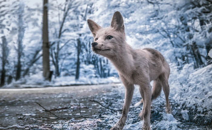 Ghé thăm Vùng Đất Cấm Chernobyl qua góc nhìn của máy ảnh hồng ngoại