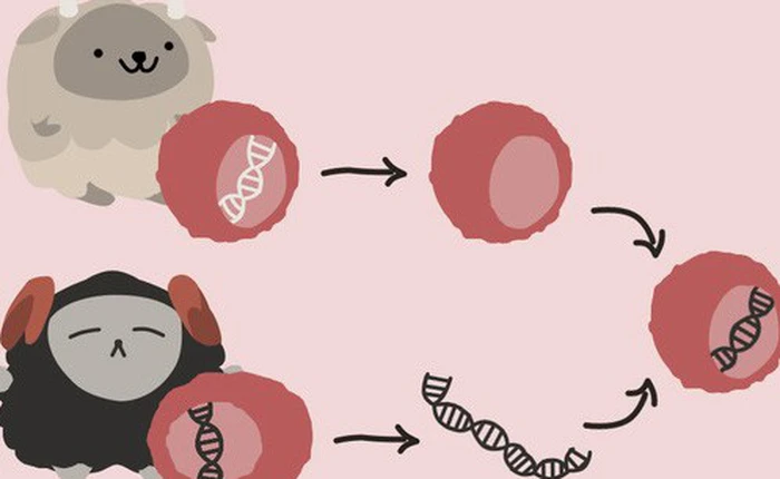 Ai cũng nghe về nhân bản vô tính, nhưng bạn có thực sự hiểu về nó không?