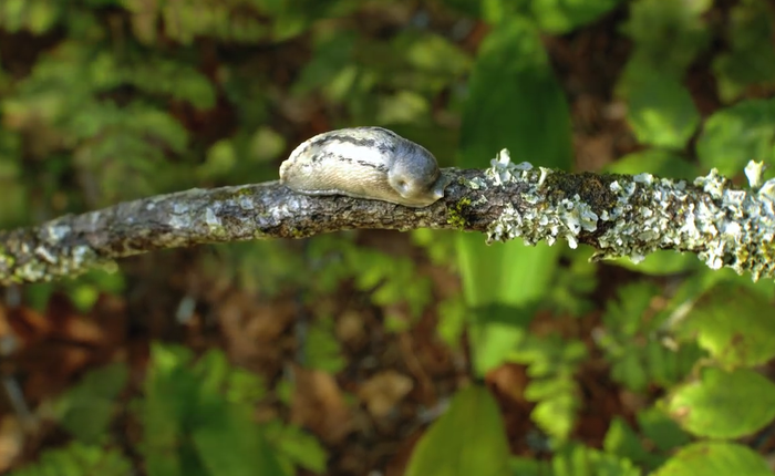 Bạn có nhìn kỹ đến mấy cũng không thể phát hiện ra rằng con sên này là sản phẩm của đồ họa máy tính