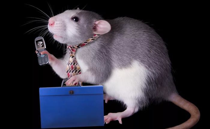 Hãy yên tâm đi, vì nghiên cứu mới cho thấy bức xạ điện thoại không ảnh hưởng đến con người