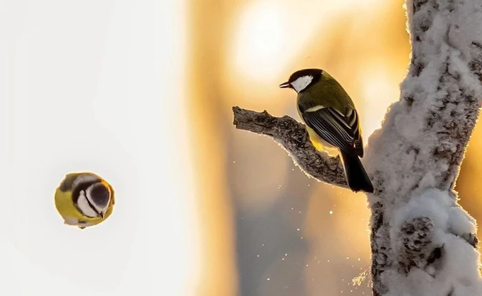 [Vui] Những chú chim trong Angry Birds là có thật, không tin mời bạn xem những bức ảnh này