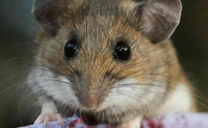 Thời đại công nghệ cao, đến bẫy chuột cũng phải kết nối Wi-Fi