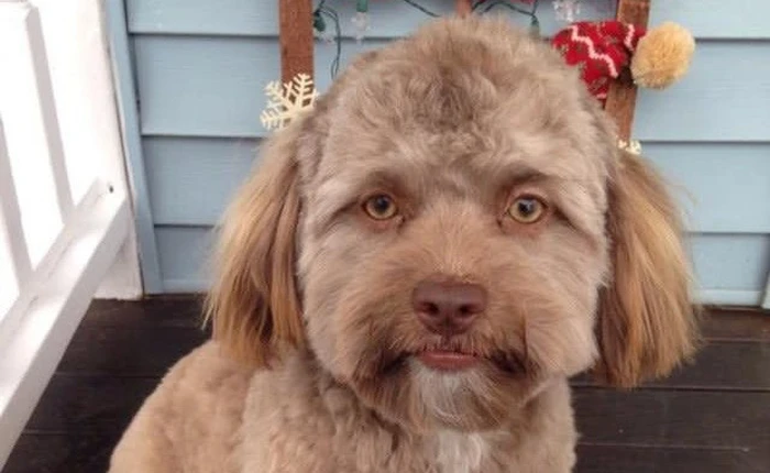 Chuyện lạ của tạo hóa: Chú chó có gương mặt giống người