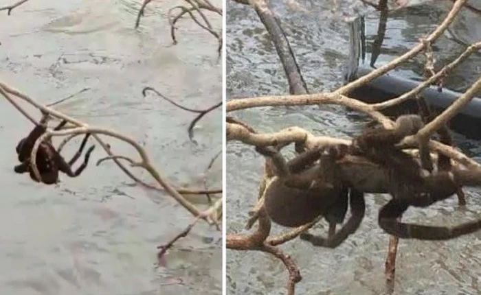 Lũ lụt tại Úc "phơi bày" cả nhện khổng lồ - cơn ác mộng của vô số người trên thế giới