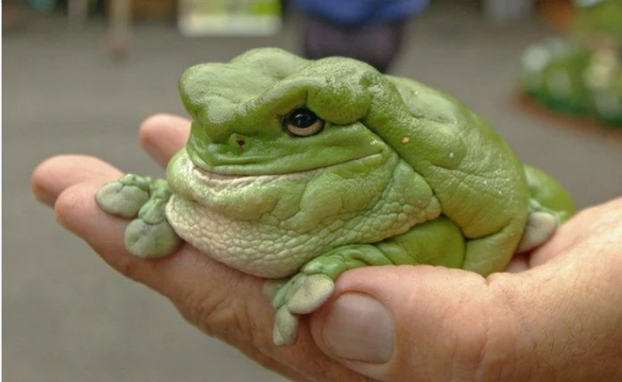 [Vui] Vườn thú Mỹ tạo nên trào lưu mới nhờ review động vật theo kiểu Amazon.com