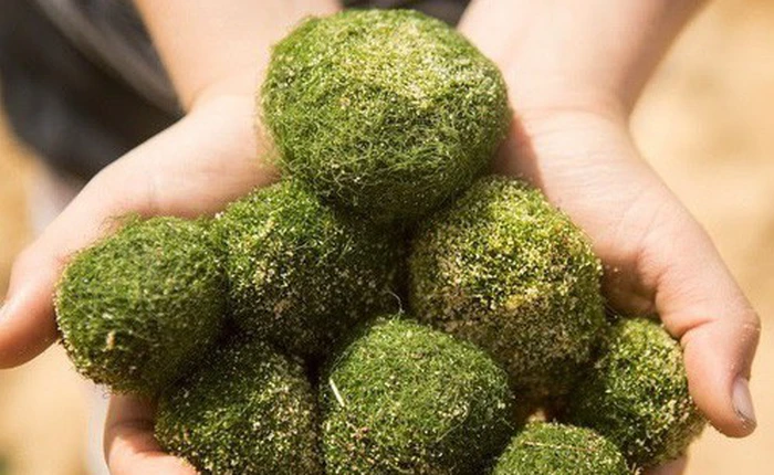 Ngoài sushi và hoa anh đào, thứ màu xanh này cũng được xếp vào hàng báu vật của Nhật Bản