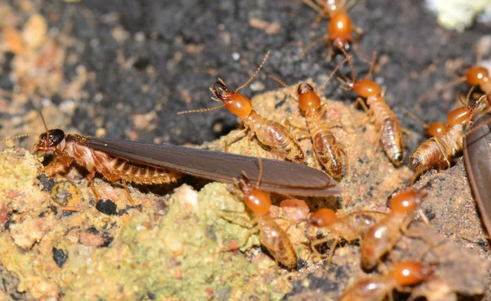 Mất gần 100 năm để các nhà khoa học xác định con mối thuộc họ hàng nhà con gián