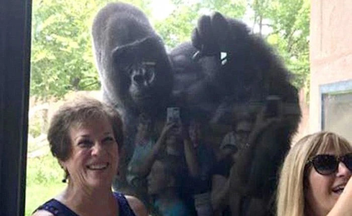 Chú Gorilla khiến cộng đồng mạng cười ngất với màn đi bằng 2 chân để tránh bị bẩn tay khi ăn