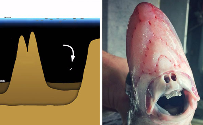 Bộ tranh minh họa này sẽ cho bạn thấy độ sâu kinh hoàng của đại dương