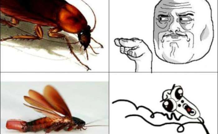 Các nhà khoa học khám phá ra lý do vì sao loài gián sống dai đến thế