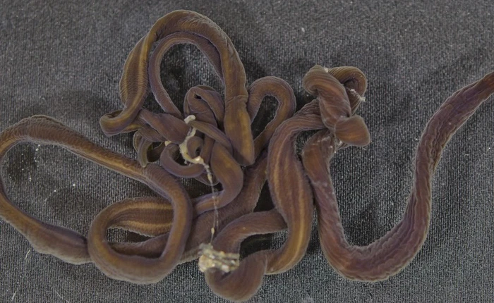 Loài giun dài nhất nhì thế giới này sẽ giúp ta tiêu diệt gián một cách dễ dàng