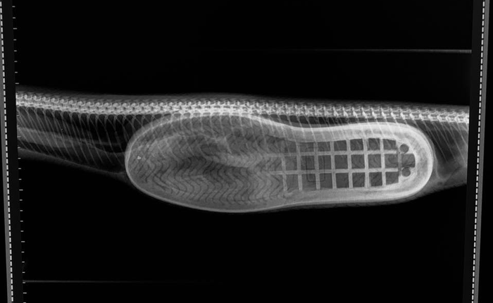 Chú trăn đi kiếm ăn nhưng nuốt nhầm chiếc dép, phải đi phẫu thuật để lấy ra